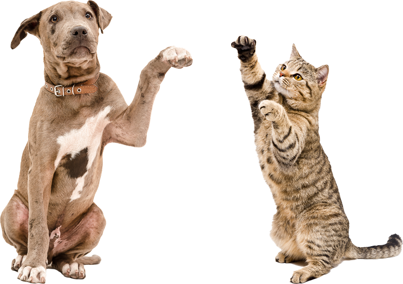 Chien et chat partageant un repas sain dans un environnement naturel, représentant l'engagement d'AniGreat pour une nutrition animale équilibrée.