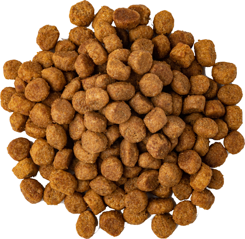 Présentation des produits phares d'AniGreat, incluant croquettes pour chiens, pâtées pour chats et compléments pour chevaux.