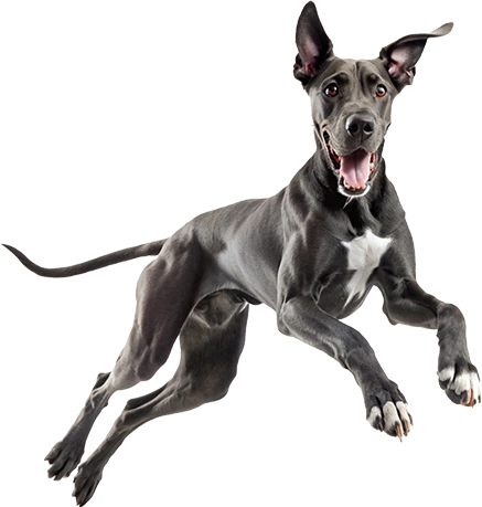 Chien mangeant des croquettes naturelles sans céréales