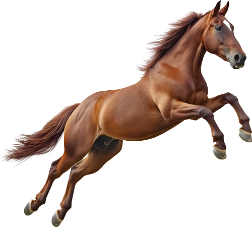 Foin à haute valeur nutritive pour chevaux