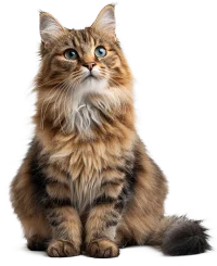 Chat dégustant une pâtée naturelle et riche en viande