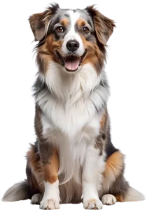 Portrait d’un chien en pleine forme, symbole d’un animal nourri avec une alimentation naturelle, saine et savoureuse.